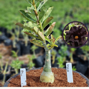 1012 16 Vaso 8 Litros Rosa do Deserto P200 (viveiro)