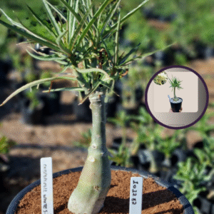 1012 82 Vaso 8 Litros Rosa do Deserto Crispum Full Whites (viveiro)