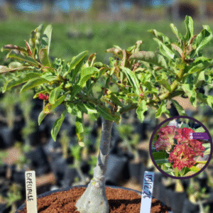 0912 26 Vaso 8 Litros Rosa do Deserto Especialle (viveiro)