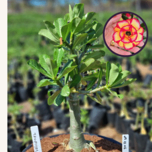 0912 06 Vaso 8 Litros Rosa do Deserto Tropical (viveiro)