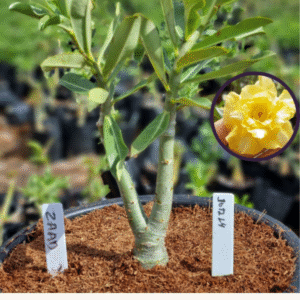 1012 14 Vaso 8 Litros Rosa do Deserto ZAAD (viveiro)