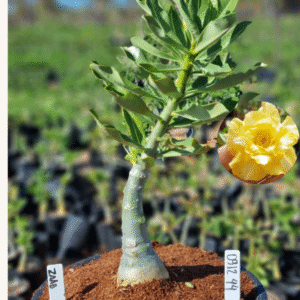 0912 44 Vaso 8 Litros Rosa do Deserto ZAAD (viveiro)