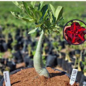 0912 22 Vaso 8 Litros Rosa do Deserto Volcano (viveiro)