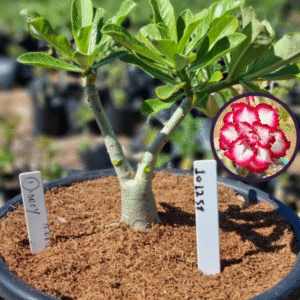 1012 58 Vaso 8 Litros Rosa do Deserto Disney (viveiro)