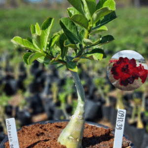 0912 39 Vaso 8 Litros Rosa do Deserto Morango Do Amor (viveiro)