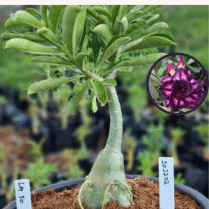 1012 02 Vaso 8 Litros Rosa do Deserto Lm 50 (viveiro)