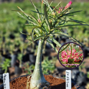 1012 100 Vaso 8 Litros Rosa do Deserto Crispum Red (viveiro)