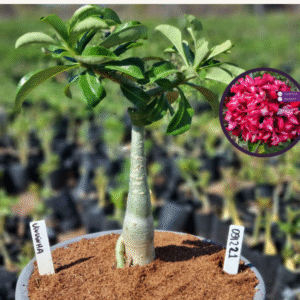 0912 21 Vaso 8 Litros Rosa do Deserto Viuvinha (viveiro)