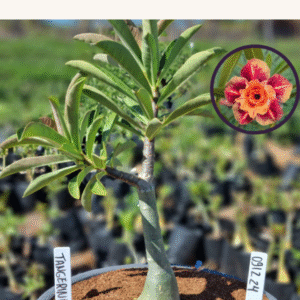 0912 24 Vaso 8 Litros Rosa do Deserto Tangerina (viveiro)