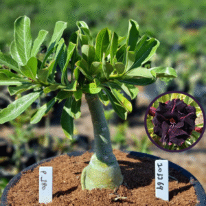 1012 69 Vaso 8 Litros Rosa do Deserto P180 (viveiro)