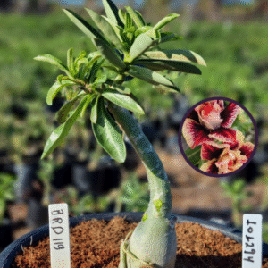 1012 94 Vaso 8 Litros Rosa do Deserto BRD 119 (viveiro)