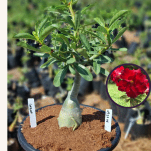 0912 07 Vaso 8 Litros Rosa do Deserto Lorena (viveiro)