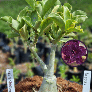 1012 23 Vaso 8 Litros Rosa do Deserto Céu Estrelado (viveiro)