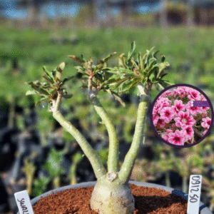 0912 50 Vaso 8 Litros Rosa do Deserto Swallow (viveiro)