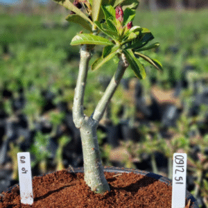 0912 51 Vaso 8 Litros Rosa do Deserto RA 04 (viveiro)