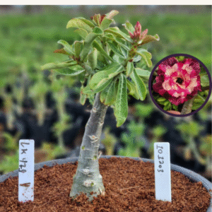 1012 03 Vaso 8 Litros Rosa do Deserto LK 479 (viveiro)