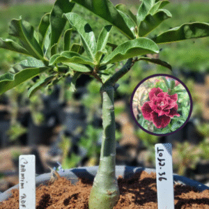 1012 36 Vaso 8 Litros Rosa do Deserto Carmim Rdf (viveiro)