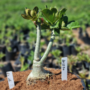 1012 50 Vaso 8 Litros Rosa do Deserto RC 16 (viveiro)