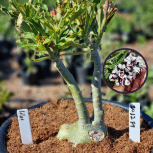 1012 79 Vaso 8 Litros Rosa do Deserto Lilac  (viveiro)