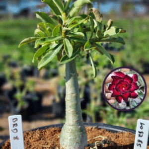 1012 85 Vaso 8 Litros Rosa do Deserto  BRD 8 (viveiro)