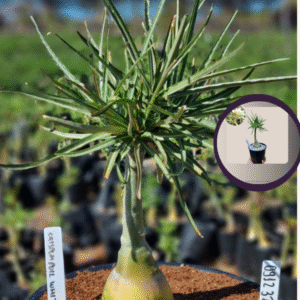 0912 32 Vaso 8 Litros Rosa do Deserto Crispum Pull White (viveiro)