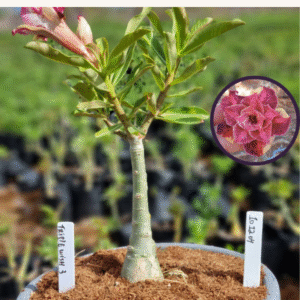 1012 04 Vaso 8 Litros Rosa do Deserto TRIPLE WISH 3 (viveiro)