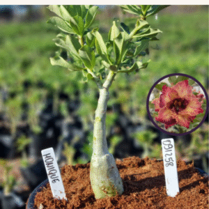 0912 58 Vaso 8 Litros Rosa do Deserto Monique (viveiro)