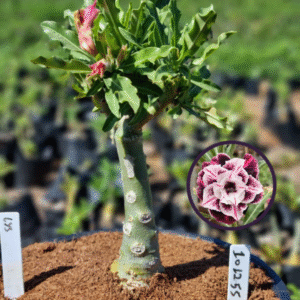 1012 55 Vaso 8 Litros Rosa do Deserto Lys (viveiro)