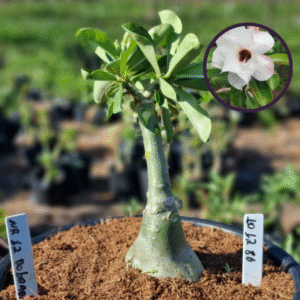 1012 86 Vaso 8 Litros Rosa do Deserto NR 12 DOBRADA (viveiro)