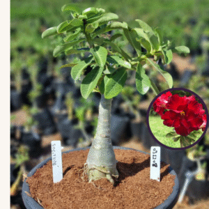 0912 08 Vaso 8 Litros Rosa do Deserto Solitude (viveiro)