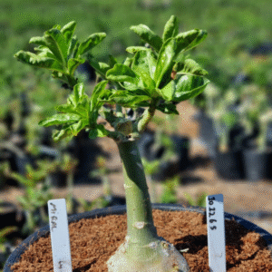 1012 65 Vaso 8 Litros Rosa do Deserto Miral (viveiro)