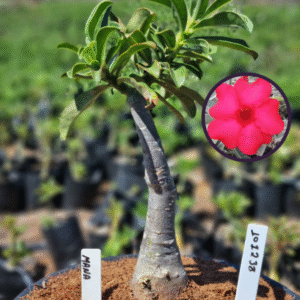 1012 38 Vaso 8 Litros Rosa do Deserto Mana (viveiro)