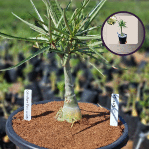 0912 09 Vaso 8 Litros Rosa do Deserto Crispum Pull White (viveiro)