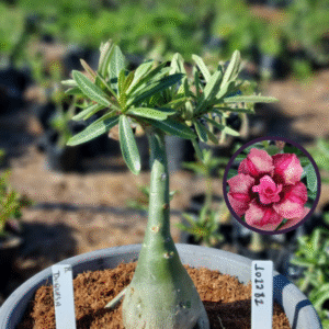1012 81 Vaso 8 Litros Rosa do Deserto Duquesa (viveiro)