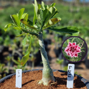 1012 71 Vaso 8 Litros Rosa do Deserto LM 2 (viveiro)