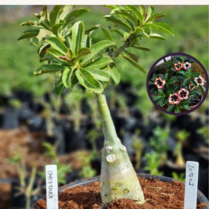 1012 01 Vaso 8 Litros Rosa do Deserto Cheetara (viveiro)