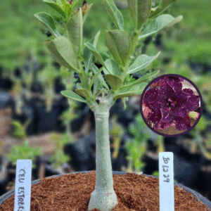 1012 29 Vaso 8 Litros Rosa do Deserto Céu estrelado (viveiro)