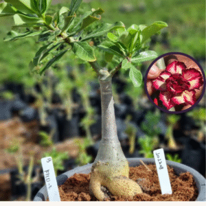 1012 08 Vaso 8 Litros Rosa do Deserto FILO 2 (viveiro)