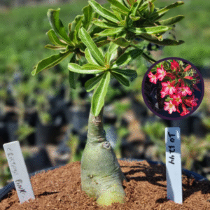 1012 44 Vaso 8 Litros Rosa do Deserto Cristata Pink (viveiro)