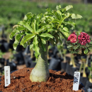 0912 36 Vaso 8 Litros Rosa do Deserto Black Hole (viveiro)