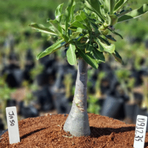 0912 35 Vaso 8 Litros Rosa do Deserto JA 50 (viveiro)