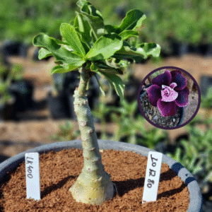 1012 80 Vaso 8 Litros Rosa do Deserto LK 400 (viveiro)