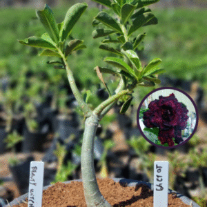 1012 49 Vaso 8 Litros Rosa do Deserto Beauty Witch (viveiro)