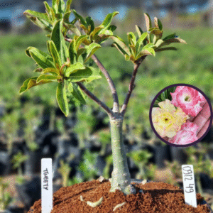 0912 49 Vaso 8 Litros Rosa do Deserto Tweety (viveiro)