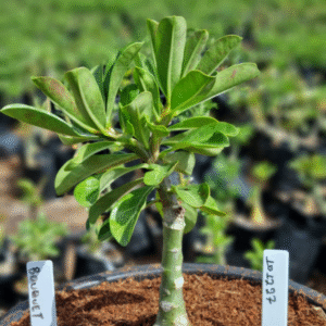 1012 27 Vaso 8 Litros Rosa do Deserto Bouquet (viveiro)