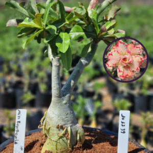 1012 39 Vaso 8 Litros Rosa do Deserto Miss Rondonia (viveiro)