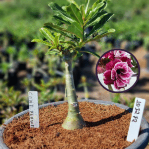 1012 72 Vaso 8 Litros Rosa do Deserto Cone Flower (viveiro)