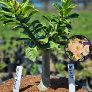 1012 34 Vaso 8 Litros Rosa do Deserto Bridal Buque (viveiro)