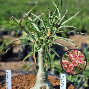 1012 83 Vaso 8 Litros Rosa do Deserto Crispum Pull Red (viveiro)