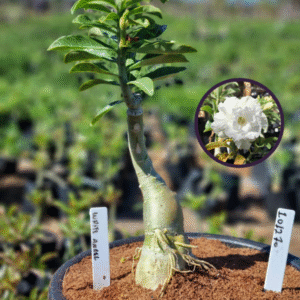 1012 70 Vaso 8 Litros Rosa do Deserto White Angel (viveiro)